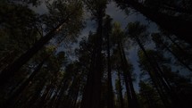 Timelapse of the moonlight dancing through the trees in a forest