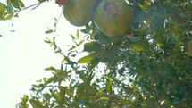 Two Green Pomegranates in Sunlight