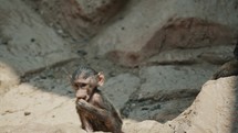 Baby Hamadryas Baboon On Rocky Landscape - close up	