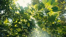 Tropical trees and plant life in the rainforest jungles of Costa Rica