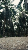 Tropical trees and plant life in the rainforest jungles of Costa Rica