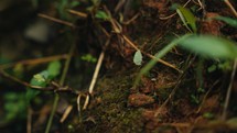 Large ants crawling around and eating a tropical plant 