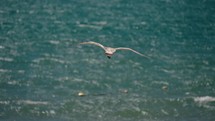 Seagulls Flying Over The Blue Sea In Daytime In Cabo, Baja California Sur, Mexico. - closeup shot
