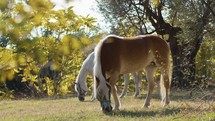 Brown horse and white pony eating together in a field in Sicily
