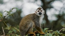 Small Squirrel Monkey Sitting On The Tree Scratching Its Body. - close up	