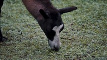 Close Up Of A Llama Grazing On Grass In Andean Farmland In Peru. Lama Glama.	