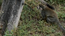 Squirrel Monkey Jump Up To The Tree Trunk In The Wilderness. - close up	