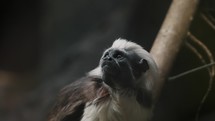 Cotton-top Tamarin (Saguinus Oedipus) Sitting On A Tree Branch And Looking Up. close up