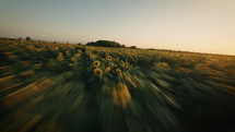 Sunflower field at golden hour (FPV drone)