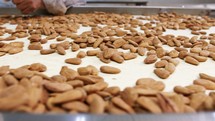 Almonds on a conveyor belt in an industrial food processing facility. Slow motion footage