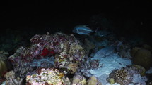 Giant Jackfish in the night in the Maldives