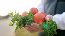 Farming concept. Farmer holding fresh ripe red tomatoes. Woman hands with freshly harvested tomatoes. Organic vegetables, tomato harvest. Farmer woman harvesting tomatoes.