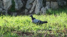 domestic pigeon aka rock pigeon scientific name Columba livia domestica of animal class birds