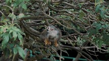 Squirrel Monkey Sitting On A Tree Branch In The Forest - low angle shot	