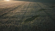 Early Morning Footprint on Field with Dew and Car Lights shining on field