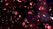 Red rose petals flying on beautiful black background. Valentines day, Mother day, spring, summer, blossom background. Seamless looping 4k