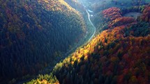 Aerial view from a drone, autumn trees in the forest coloured with many colours, hilly rural forest landscape, sunlight illuminating the treetops. 