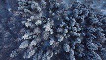Top aerial view of a snowy forest