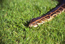 a python in the grass