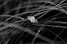 engagement ring in grass