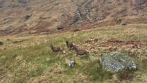 Wild bucks running in slow motion in the Scottish Highlands.