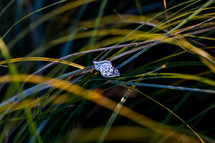 engagement ring in grass