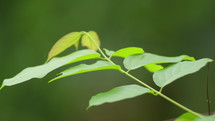 Leaves Swaying On Gentle Breeze In Springtime. Close-up Shot