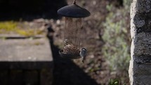 Robin Scaring Two Birds off a Bird Feeder - Slow Motion, Ireland