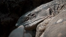 Close-up head shot of dinosaur like monitor lizard basking in sun