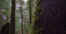 Mossy Tree in Forest Detail