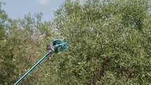 pneumatic harvester of farmer for olive oil production in Calabria