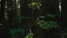 Shaft of lighting hitting small tree and spiderweb