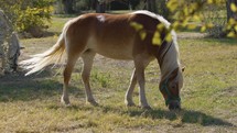 Beautiful horses peacefully eating grass in a field in Calabria