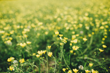 meadow of spring wildflowers 