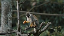 Static Shot of Squirrel Monkey on a tree limb enjoying a piece of fresh fruit.	