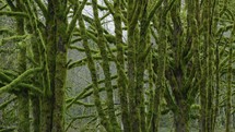 Tilt up of moss covered trees in pacific northwest