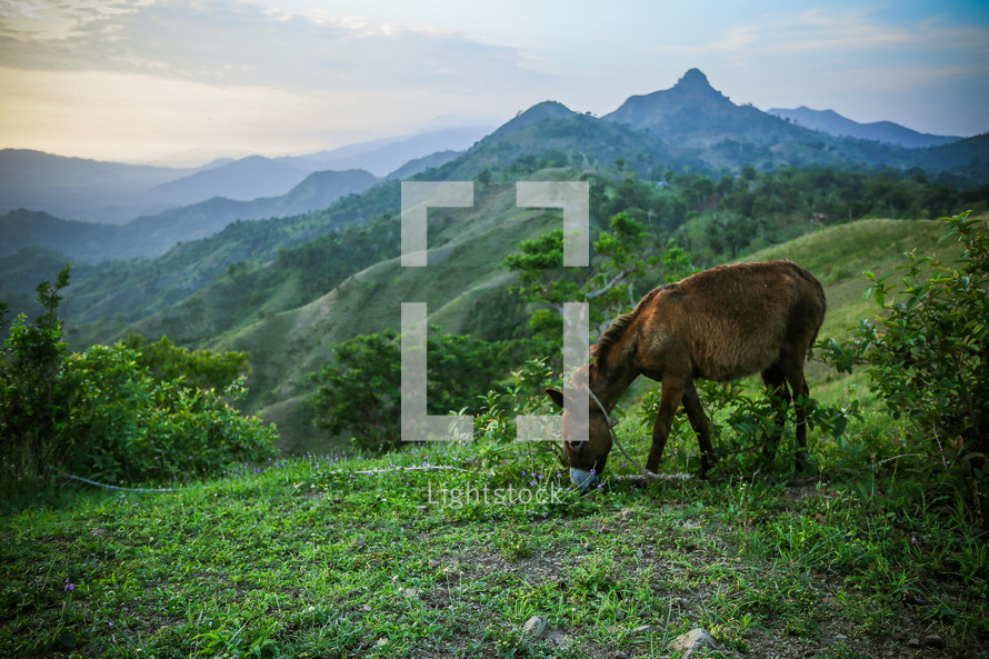 Donkey grazing on a mountain.