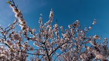 Blooming White Tree In The blue Sky 