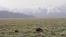 Grazing Moose at Yellowstone National Park
