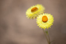 two yellow flowers 