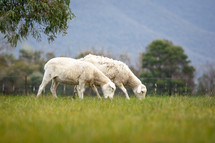 grazing sheep 