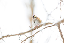 White-throated sparrow on branch in winter