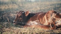 Calf Laying In A Pasture