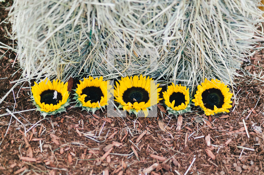 sunflowers on hay