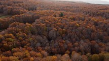 Orange Trees In Autumn In The Italian Mountains Aerial View