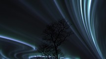 Aurora Borealis Glowing Over Silhouetted Bare Tree 