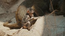 Baby Hamadryas Baboon In Rocky Area - wide	