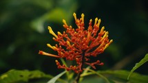 Tropical trees and plant life in the rainforest jungles of Costa Rica