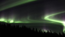 Glowing Aurora Borealis over trees
