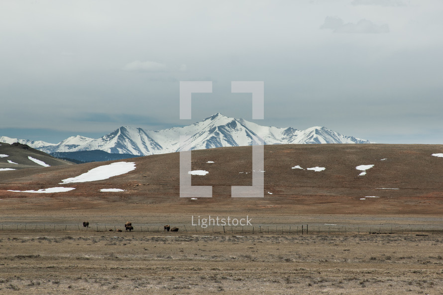bison in a winter valley pasture 